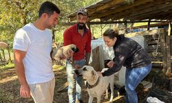 Armutlu’da Köpeklere Mikroçip ve Aşı Uygulaması