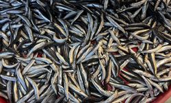 Balık Tezgahlarında Hamsi Bolluğu: Fiyatlar Yarı Yarıya Düştü