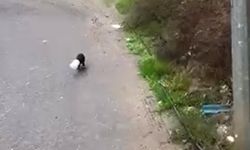 Yalova'da Kamyon Sürücüsü Kafası Plastik Kaba Sıkışan Yavru Köpeği Kurtardı
