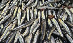 Karadeniz’de 100 TL, Yalova’da 200 TL: Hamsi Fiyatlarında Düşüş Başladı
