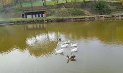 Elmalık Köyünde Kara Kuğu Gölü