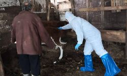 Esenköy’de Şap Aşılaması ve Eğitim Çalışmaları Devam Ediyor