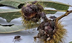 Kahverengi Kokarca Yalova’da Yayılıyor