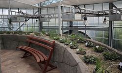 Yalova Geofit Bahçesi’nde Genetik Hazineler Koruma Altında