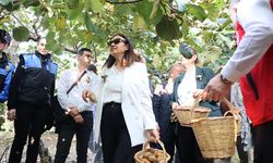 Altınova’da Kiviler Dalından Koparıldı