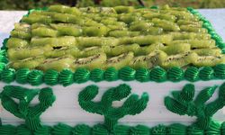 Altınova’da Kiviler Dalından Koparıldı