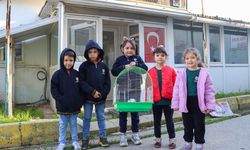 Ginepig Kısa Sürede Sahiplendirildi