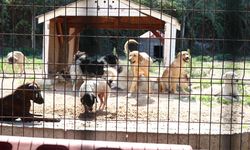 Çiftlikköy Belediyesi Can Dostlara Desteğini Sürdürüyor