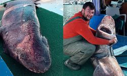 Yalova Açıklarında 4 Metre Uzunluğunda Köpek Balığı Ağa Takıldı