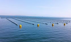 Gıda Zehirlenmesi ve Kaçak Midye Gerçeği