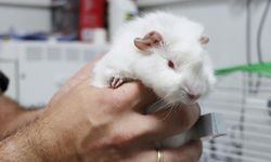 Ginepig Sahiplenilmeyi Bekliyor