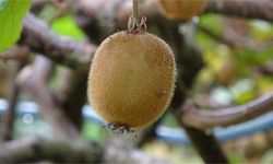 Yalova Kivi Rekoltesiyle Öne Çıkıyor