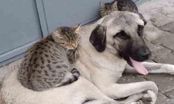 Yalova’da 17 Binden Fazla Evcil Hayvan Mikroçip ile Kayıt Altına Alındı