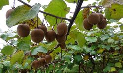 Kivi Üreticileri İran Kivisinden Rahatsız