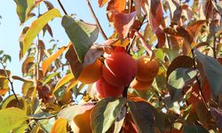 Yalova’da Trabzon Hurması Hasadı Başladı