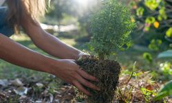 Yalova Üniversitesi’nde Ağaç Fidanı Dikecekler!