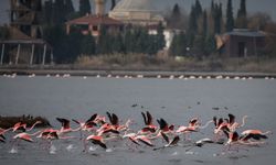 Sonbaharın kucağında Yalova: Doğa, renk ve huzur üçlemesi