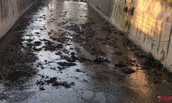 Armutlu’da Dere Temizliği Tamamlandı