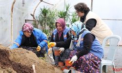 Çiftlikköy Belediyesi’nde Peyzaj Bitkileri Üretimi Sürüyor