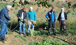 Çınarcık’ta Meyve Bahçelerinde İnceleme