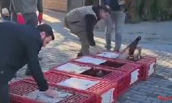 Esenköy’de Doğaya 50 Sülün Salındı