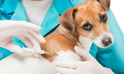 Hayvan Kayıt ve Mikroçip Başvurularında Son Tarih