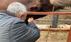 İthal Hayvanlara Küpe ve Kan Kontrolü