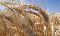 Kuraklık Arpa Ekimini Artırdı