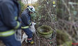 Kuyuya Düşen Keçi Kurtarıldı