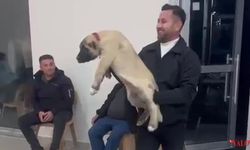 Damadın Arkadaşı Düğün Hediyesi Olarak 100 Bin Liralık Köpek Hediye Etti