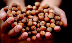 Düzce'de Fındık İhracı Geçen Yılın Gerisinde Kaldı