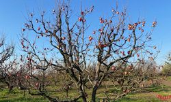 Altınova’da Çiftçiler İthal Ürün Baskısı Altında: Kivi ve Hurma Üreticileri Zor Durumda