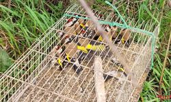 Çiftlikköy’de Kaçak Av Operasyonu: 19 Saka Kuşu Kurtarıldı