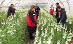 Şebboy Üretiminde Türkiye Birinciliği Yalova’nın