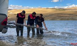Türkiye Nüfusu Kadar Balık Deniz ve Göllere Bırakıldı