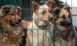 Yalova’da Sahipsiz Hayvanlar İçin Kritik Kararlar