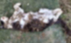 Yalova’da Sokak Kedileri Öldürülüyor mu?