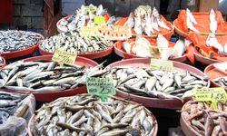 Yalova Merkez Balık Pazarı’nda “İstavrit” Bolluğu