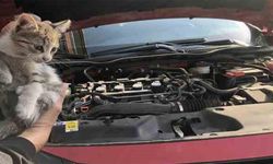 Yalova Belediyesi’nden Can Dostlar İçin Vatandaşlara Kritik Uyarı