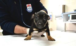 Yalova Belediyesi Sahipsiz Canlar İçin Harekete Geçti