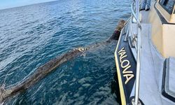 Yalova’da Denizde Tehlike Oluşturan Yüzen Ağaç Kıyıya Çekildi