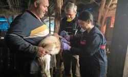 Yalova’da 22 Bin Evcil Hayvan Kayıt Altına Alındı