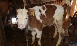 2026 İlkbahar Dönemi Şap Aşılama Kampanyası Başladı