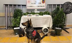 Evden Uyuşturucu Serası Çıktı