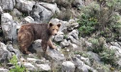 Yalova’da İlginç Bir Olay: Keçi Sanıldı, Boz Ayı Çıktı