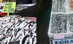 Yalova’da Hamsi Fiyatları Tartışma Yarattı