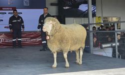 Koç, 1 Milyon 110 Bin TL'ye Satıldı