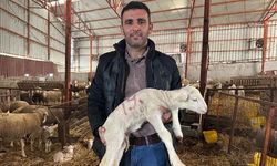 Milyonluk Koçun Kuzuları İçin Bugünden Sıraya Girdiler