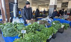 Yalova’da Örtüaltı Sebze Üretim Alanlarında Saha Çalışmaları Aralıksız Sürüyor