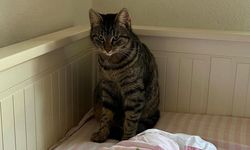 Sevimli Moka Çiftlikköy’de Kayboldu